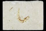 Cretaceous Fossil Fish (Charitopsis) - Lebanon #111678-1